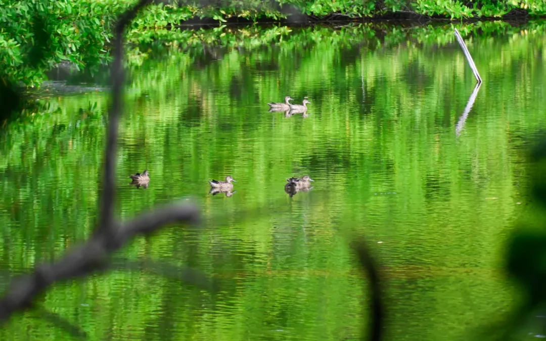 Ecoturismo comunitario en las Islas del Rosario: territorio, mar y vida en equilibrio